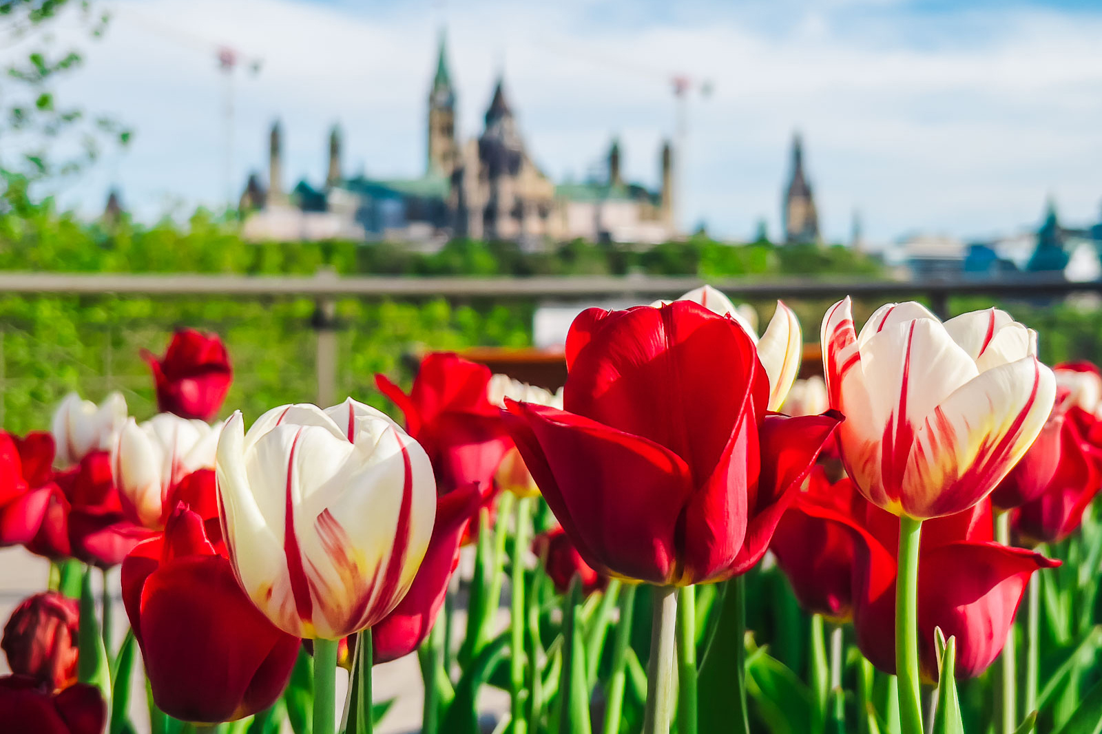 close up image of red tulips in Ottawa with the Government building in the background
