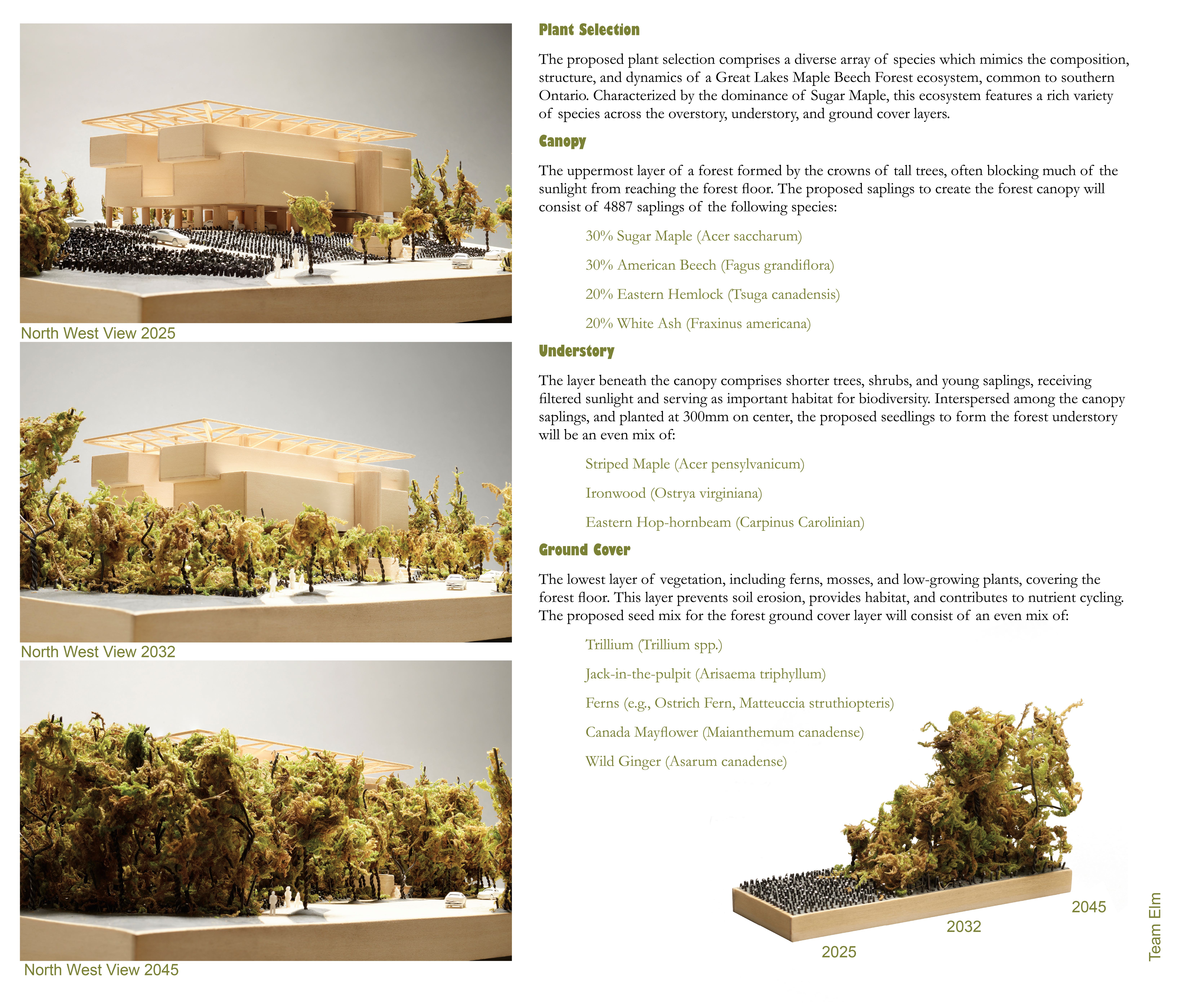 Team Elms plant and growth projection 